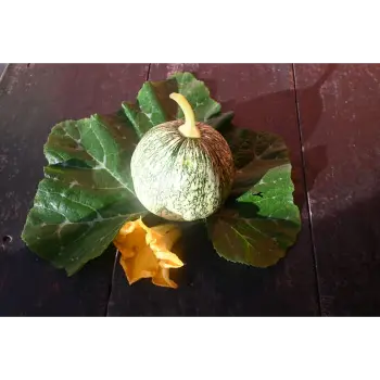 fresh pumpkin (18)-643492-35700.webp